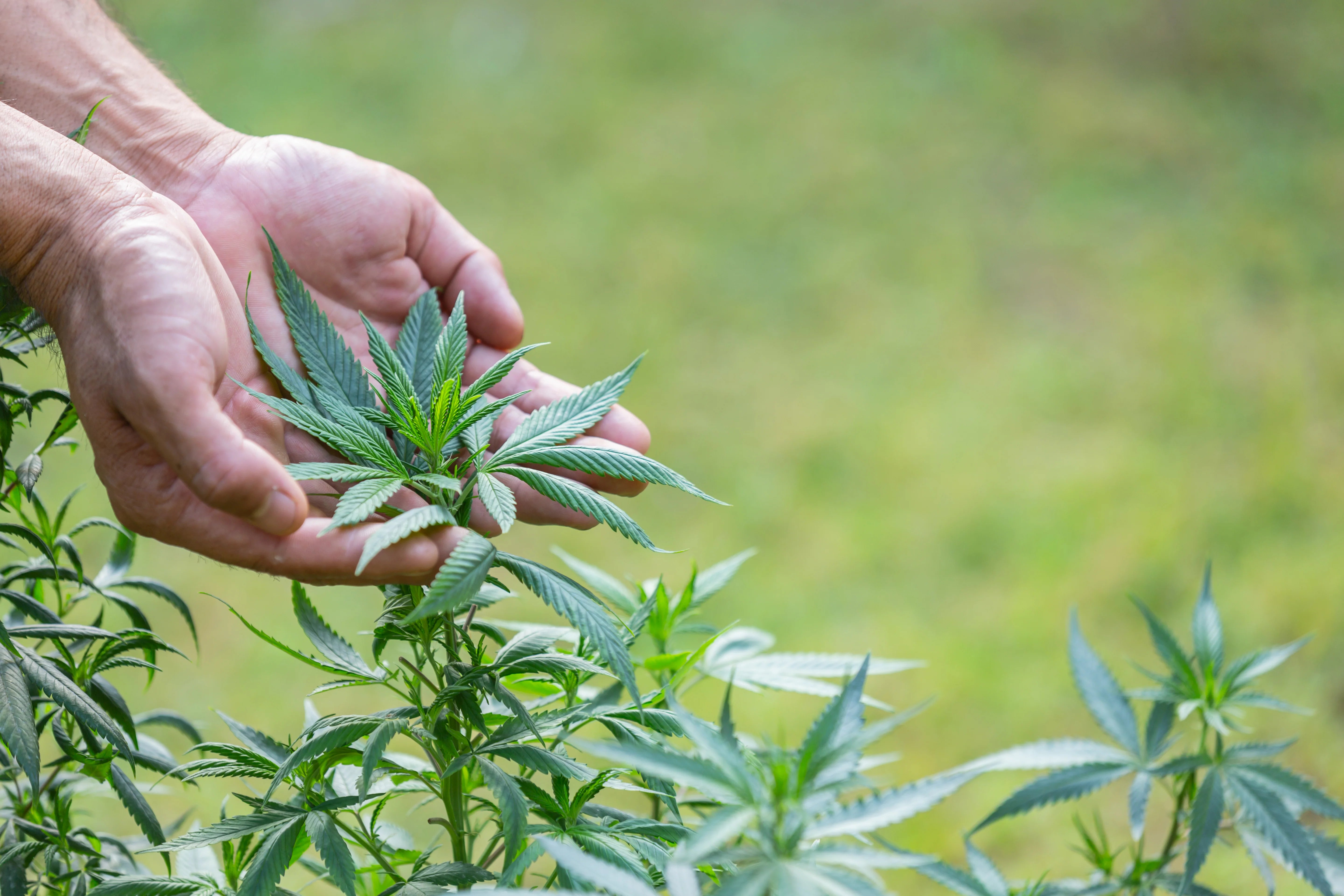 Our Hemp